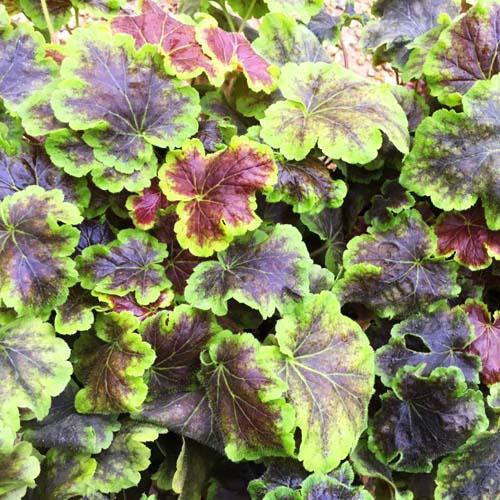 Гейхерелла Солар Эклипс: описание сорта, характеристики, агротехника посадки и ухода